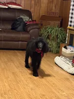 Blue Boy-Moyen, a male Poodle - Standard  for sale in Stanley, VA – 8 of 8