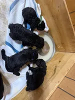 Brown Boy-Moyen, a male Poodle - Standard  for sale in Stanley, VA – 10 of 10