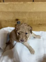 Camo boy, a male Goldendoodle for sale in Stanley, VA – Photo 5 of 10