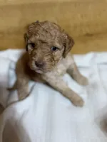 Camo boy, a male Goldendoodle for sale in Stanley, VA – Photo 2 of 10