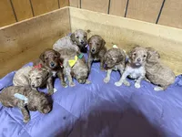 Camo boy, a male Goldendoodle for sale in Stanley, VA – Photo 6 of 10