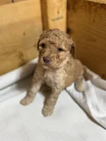 Camo boy, a male Goldendoodle for sale in Stanley, VA – Photo 1 of 10