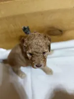 Camo boy, a male Goldendoodle for sale in Stanley, VA – Photo 4 of 10