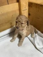 Camo boy, a male Goldendoodle for sale in Stanley, VA – Photo 3 of 10