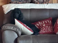 Purple Girl-Moyen, a female Poodle - Standard  for sale in Stanley, VA – 6 of 6