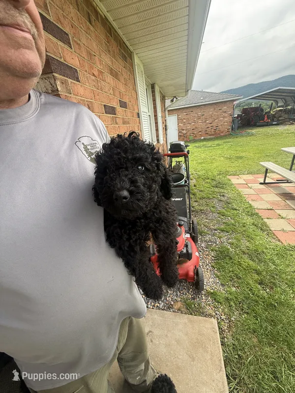 Blue Boy-Moyen – Poodle - Standard  puppy for sale in Stanley, VA