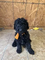Orange girl-Moyen, a female Poodle - Standard  for sale in Stanley, VA – 5 of 8