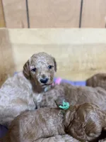 Monkey boy, a male Goldendoodle for sale in Stanley, VA – Photo 7 of 10