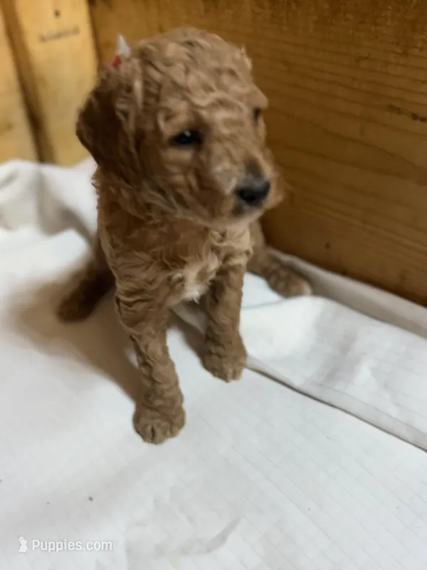 Monkey boy – Goldendoodle puppy for sale in Stanley, VA
