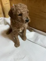 Monkey boy, a male Goldendoodle for sale in Stanley, VA – Photo 1 of 10