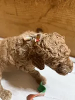 Monkey boy, a male Goldendoodle for sale in Stanley, VA – Photo 6 of 10