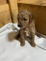 Monkey boy, a male Goldendoodle for sale in Stanley, VA – Photo 2 of 10