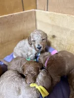 Sports boy, a male Goldendoodle for sale in Stanley, VA – Photo 6 of 10