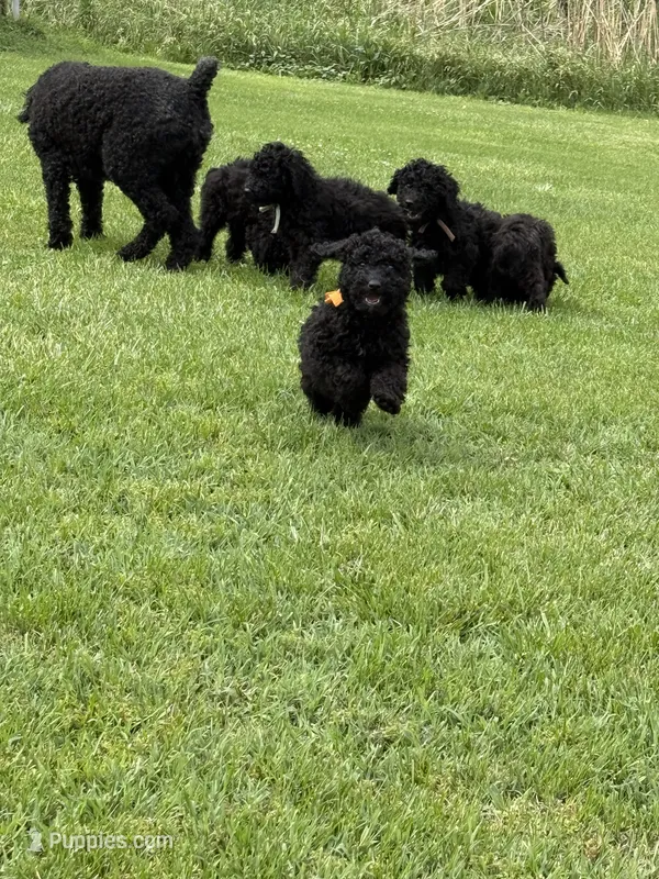 Orange girl-Moyen – Poodle - Standard  puppy for sale in Stanley, VA