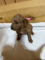 Pink girl, a female Goldendoodle for sale in Stanley, VA – Photo 7 of 10