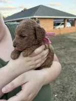 Pink girl, a female Goldendoodle for sale in Stanley, VA – Photo 2 of 10
