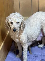 Pink girl, a female Goldendoodle for sale in Stanley, VA – Photo 9 of 10