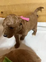 Pink girl, a female Goldendoodle for sale in Stanley, VA – Photo 5 of 10