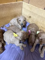 Pink girl, a female Goldendoodle for sale in Stanley, VA – Photo 8 of 10