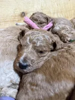 Pink girl, a female Goldendoodle for sale in Stanley, VA – Photo 6 of 10