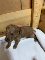 Pink girl, a female Goldendoodle for sale in Stanley, VA – Photo 4 of 10