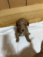 Pink girl, a female Goldendoodle for sale in Stanley, VA – Photo 3 of 10