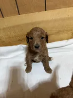 Pink girl, a female Goldendoodle for sale in Stanley, VA – Photo 1 of 10