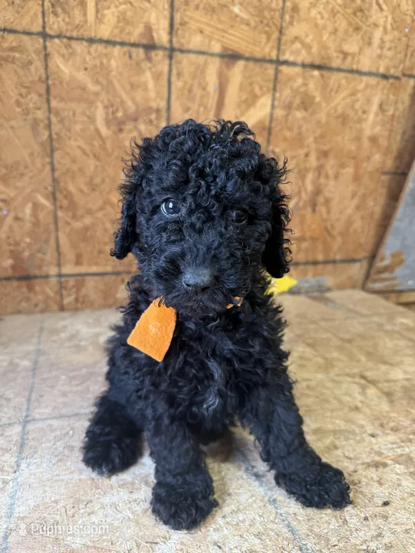 Orange girl-Moyen – Poodle - Standard  puppy for sale in Stanley, VA