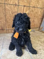 Orange girl-Moyen, a female Poodle - Standard  for sale in Stanley, VA – 1 of 8