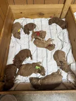 Red girl, a female Goldendoodle for sale in Stanley, VA – Photo 8 of 10