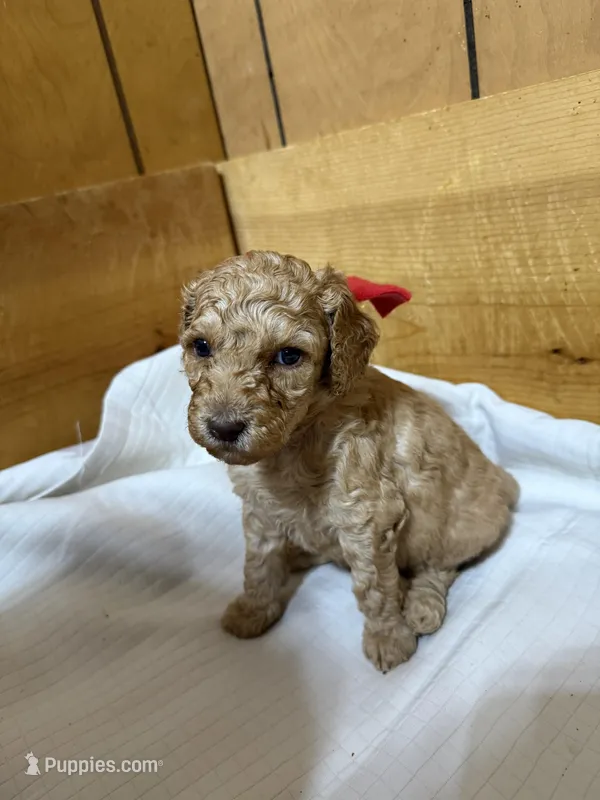 Red girl – Goldendoodle puppy for sale in Stanley, VA