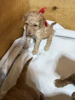 Red girl, a female Goldendoodle for sale in Stanley, VA – Photo 4 of 10