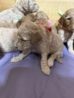 Red girl, a female Goldendoodle for sale in Stanley, VA – Photo 6 of 10