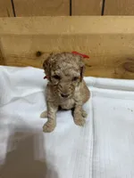 Red girl, a female Goldendoodle for sale in Stanley, VA – Photo 2 of 10