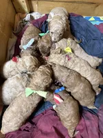 Red girl, a female Goldendoodle for sale in Stanley, VA – Photo 7 of 10