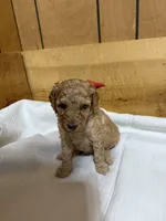 Red girl, a female Goldendoodle for sale in Stanley, VA – Photo 3 of 10