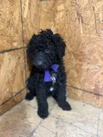 Purple Girl-Moyen, a female Poodle - Standard  for sale in Stanley, VA – 2 of 6