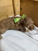 Green boy, a male Goldendoodle for sale in Stanley, VA – Photo 4 of 10