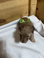 Green boy, a male Goldendoodle for sale in Stanley, VA – Photo 3 of 10