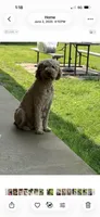 Green boy, a male Goldendoodle for sale in Stanley, VA – Photo 10 of 10