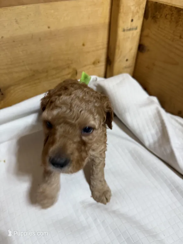 Green boy – Goldendoodle puppy for sale in Stanley, VA
