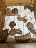 Green boy, a male Goldendoodle for sale in Stanley, VA – Photo 7 of 10