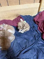 Green boy, a male Goldendoodle for sale in Stanley, VA – Photo 6 of 10