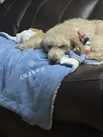 Purple Girl-Moyen, a female Poodle - Standard  for sale in Stanley, VA – 5 of 6