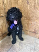 Purple Girl-Moyen, a female Poodle - Standard  for sale in Stanley, VA – 4 of 6