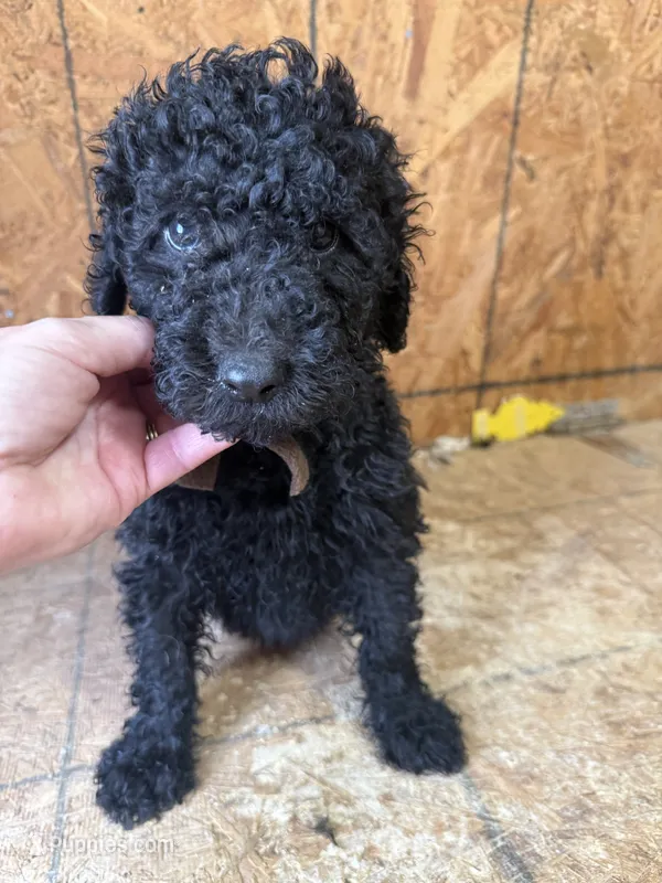 Brown Boy-Moyen – Poodle - Standard  puppy for sale in Stanley, VA