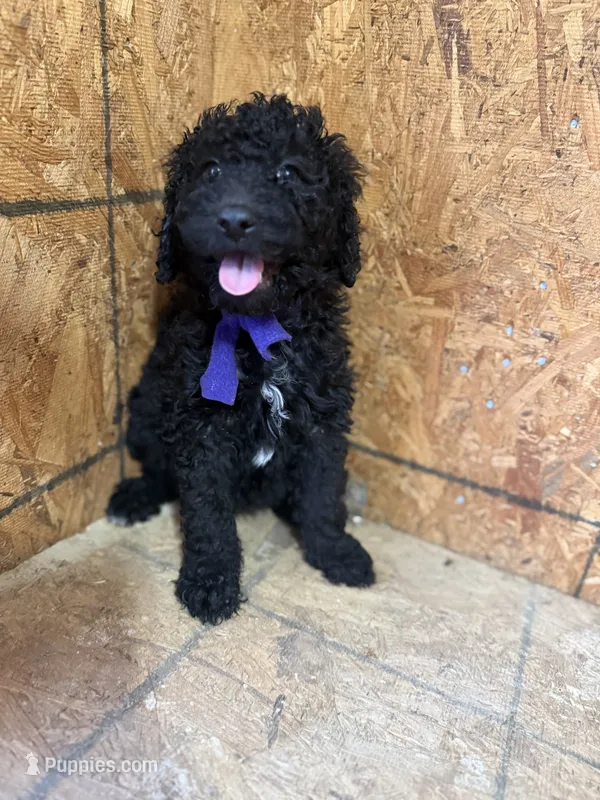 Purple Girl-Moyen – Poodle - Standard  puppy for sale in Stanley, VA