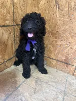 Purple Girl-Moyen, a female Poodle - Standard  for sale in Stanley, VA – 1 of 6