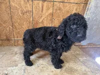 Brown Boy-Moyen, a male Poodle - Standard  for sale in Stanley, VA – 3 of 10