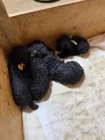 Orange girl-Moyen, a female Poodle - Standard  for sale in Stanley, VA – 8 of 8